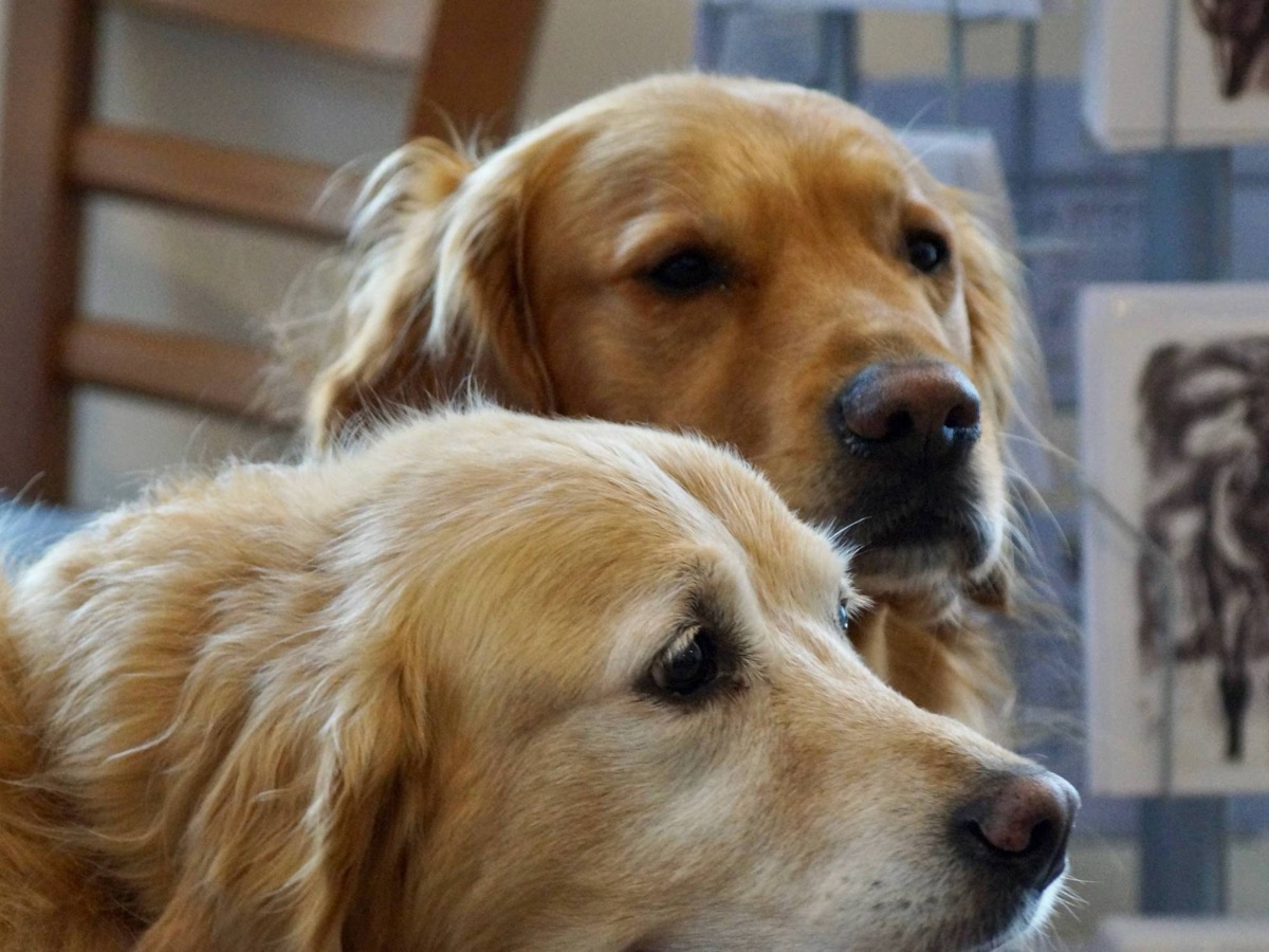 Two golden retrievers waiting patiently inside Herdwicks