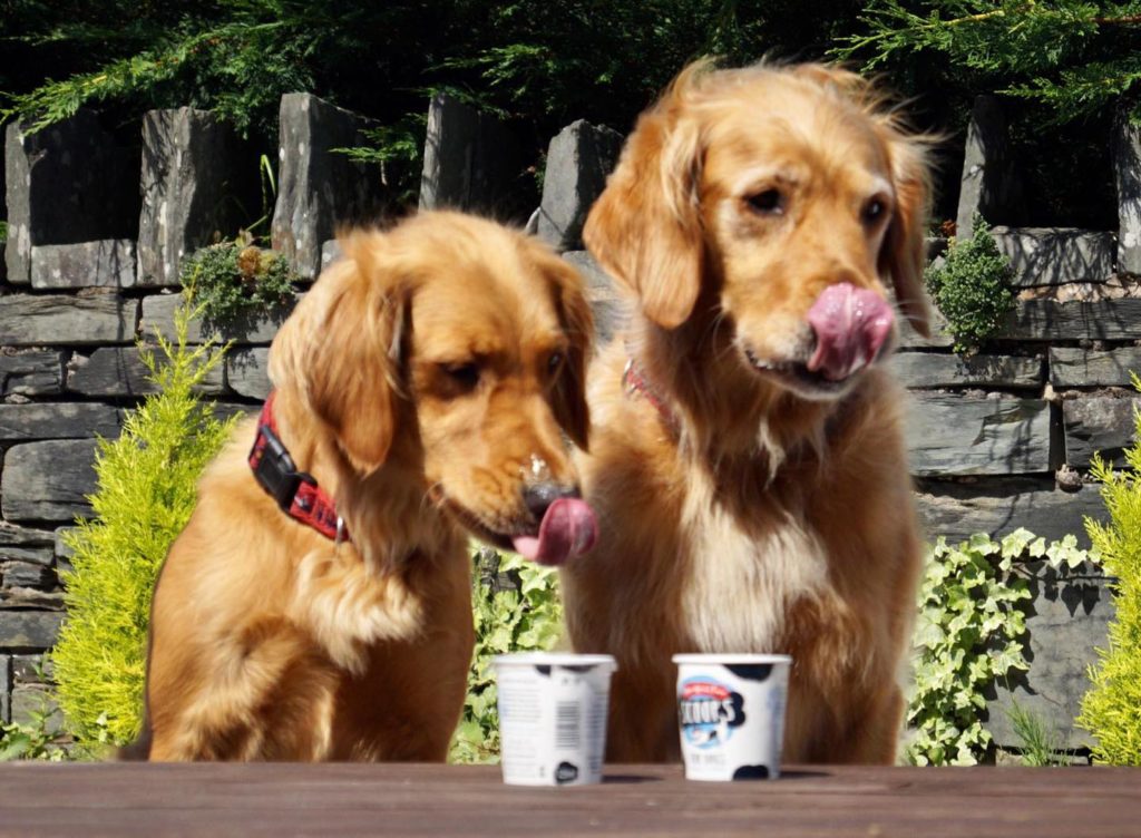 Two golden retrievers at a picnic bench, tongues out over Scoops pup cups